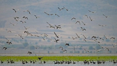 T&uuml;rkiye &uuml;zerinden g&ouml;&ccedil; eden 169 su kuş t&uuml;r&uuml;n&uuml;n 40'ı Konya'daki sulak alanlarda g&ouml;r&uuml;ld&uuml;