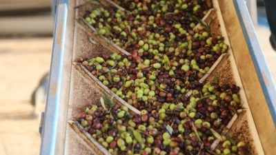 T&uuml;rkiye, zeytinyağı &uuml;retiminde k&uuml;resel pazarda yeni g&uuml;&ccedil; oluyor