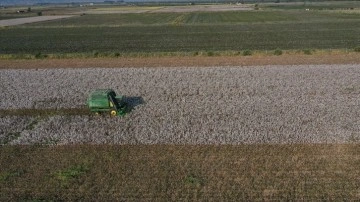 Türkiye'de pamuk ekim alanının 100 bin hektar artması bekleniyor