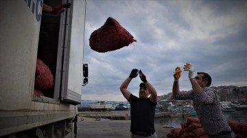 Türkiye'nin 11 aylık deniz salyangozu ihracatı 20,5 milyon doları aştı