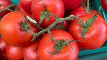 Türkiye'nin 9 aylık domates ihracatı 2022'nin tamamındaki dış satımı geçti