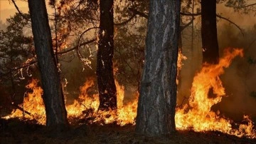 Türkiye'nin en büyük orman yangınlarında zarar gören alanlarda rehabilitasyon tamamlandı