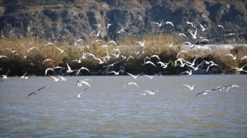 Türkiye'nin en güneyindeki sulak alanda 291 kuş türü kayıt altına alındı