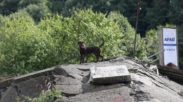 Türkiye'nin en hassas burunlu arama kurtarma köpekleri Sakarya'da belirleniyor
