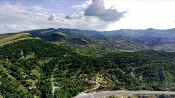 Türkiye'nin orman varlığı dünya standartlarına yaklaştı