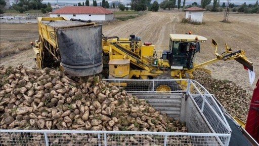 TürkŞeker'in şeker pancarı alım fiyatı ton başına 3 bin 100 lira olarak güncellendi