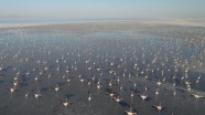 Tuz Gölü'nde flamingo şöleni