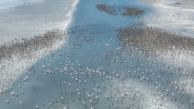 Tuz G&ouml;l&uuml;'nde allı turnalar, yavrularını "kreş sistemi" ile b&uuml;y&uuml;t&uuml;yor
