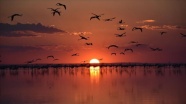 Tuz Gölü'ndeki misafir flamingoların göçü başladı