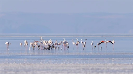 Tuz Gölü'ne açılan sondaj destekli kanal, gölün misafirleri flamingolara can suyu oldu