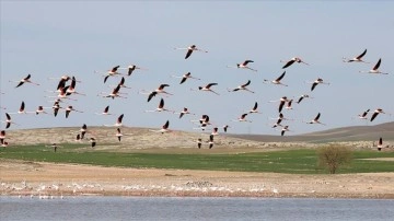 Tuz Gölü'nde geçen yıl 1877 flamingo dünyaya geldi
