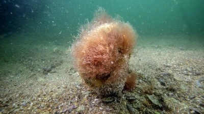 Tuzla sahillerinde keşfedilen deniz &ccedil;ayırı ile pinalara bilimsel takip