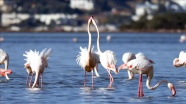 Tuzla Sulak Alanı&#039;na flamingo akını