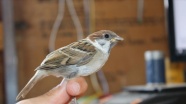 Üç kıtadaki kuşları buluşturan Aras Kuş Cenneti&#039;nde bu sezon 5 bin kuş halkalandı
