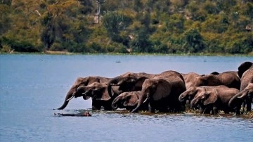 Uganda'daki park vahşi yaşamı keşfetmek isteyenlerin uğrak noktası oldu