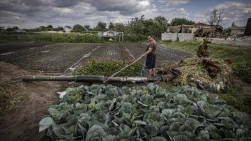 Ukrayna'da bir aile tank enkazının bulunduğu bahçesinde sebze yetiştiriyor