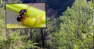 Uludağ'da katil arı tehdidi