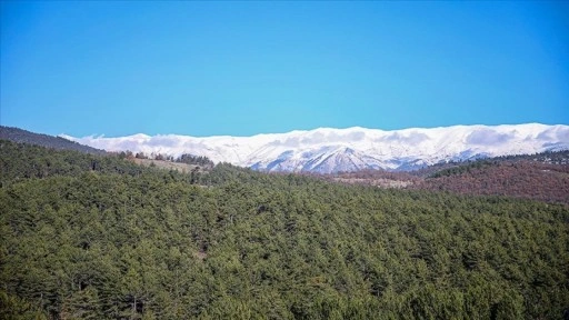 Uludağ eteklerinde oluşturulan bal ormanı arıcıları bekliyor