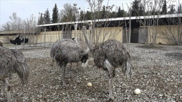 Uludağ Üniversitesinde yetiştirilen deve kuşları erken yumurtladı
