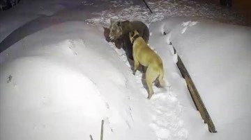 Uludağ'da ayının köpekle boğuşması kameraya yansıdı