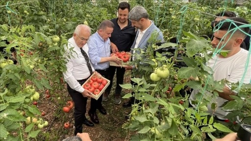 Uluslararası FoodFest Antalya Gastronomi Festivali kapsamında domates hasadı yapıldı