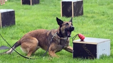 'Uluslararası Narkotik Dedektör Köpekler Şampiyonası' Ankara'da başladı