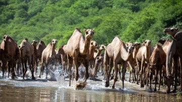 Ummanlılar, develerini otlattıkları 'El-Hatala' mevsimini festival havasında geçiriyor