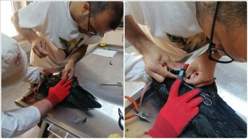 "Umut" ve "Sıla" adı verilen kelaynakların göç yolculuğu takip altında