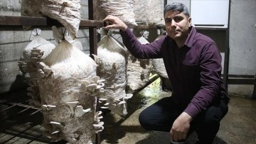 Üniversite mezunu girişimci devlet desteğiyle mantar üretimini artırdı