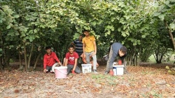 Üniversite öğrencileri eğitim masraflarını fındık bahçesinden çıkarıyor