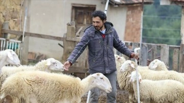 Üniversiteden mezun olup köye dönen genç, koyun sürüsünü büyütmek istiyor