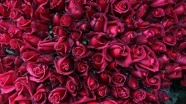 Üreticiler kırmızı gülleri kesmeden sattı