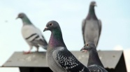 Uruguay ordusu posta güvercini yetiştiriyor