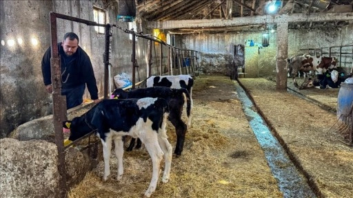 Uşak'ta 4 inekle hayvancılığa başlayan genç mühendis çiftliğini kurdu