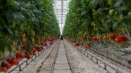 Uşak'ta topraksız serada yetişen domatesler 9 ülkede sofraları süslüyor