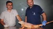 Üsküdar'da 1 metre 12 santimetre boyunda iguana bulundu