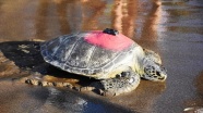 Uydudan izlenen yeşil deniz kaplumbağası &#039;Talay&#039; 3 günde 30 kilometre yol aldı