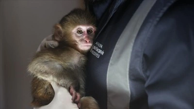 Uyuşturucu ş&uuml;phelilerinin elinden kurtarılan maymun yavrusu "Portakal"a &ouml;zenle bakılıyor