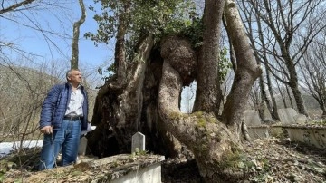 Üzerinde 'Allah' lafzı bulunan 350 yaşındaki çınar ağacı koruma altına alındı