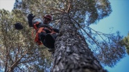 Uzun ağaçların zirvesinden çam fıstığı toplayan işçilerin zorlu mesaisi