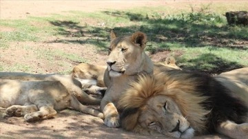 Vahşi doğadan çelik teller arkasına: Afrika'nın tutsak aslanları
