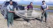 Van’da 500 kilogram kaçak avlanmış balık ele geçirildi