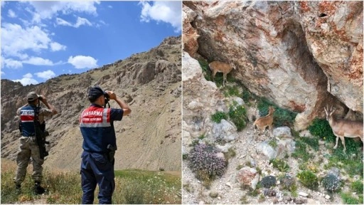 Van'da popülasyonu artan yaban keçileri jandarma ekiplerinin korumasında