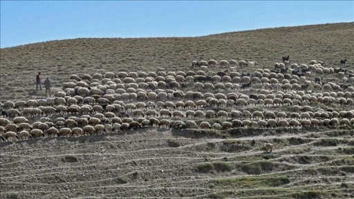 Van'da proje kapsamında besicilere dağıtılan koyun sayısı 235 bine ulaştı