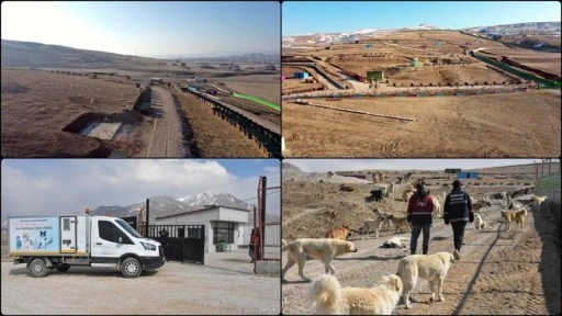 Van'da sahipsiz köpekler doğal yaşam alanında sağlıklı bir hayat sürdürüyor