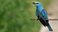 Van Gölü Havzası göçmen kuşlarla renklendi