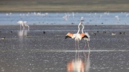 Van Gölü havzasında kuşların görsel şöleni