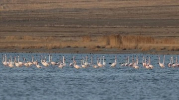 Van Gölü havzasının misafir kuşları göçe başladı