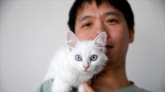 Van kedisini sahiplenmek için Çin&#039;den Türkiye&#039;ye geldi