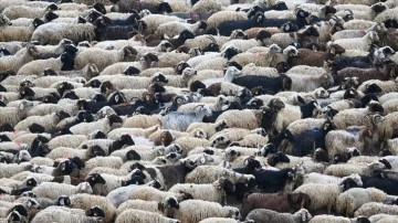 Van'da hayvancılığın geliştirilmesi amacıyla besicilere 3 yılda 125 bin koyun dağıtıldı